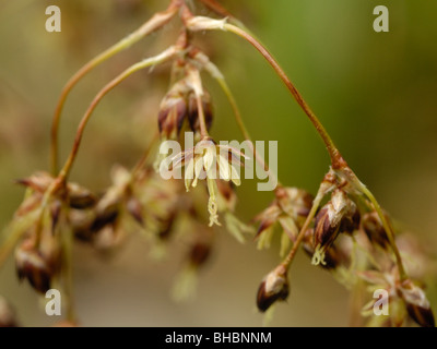 Große Holz-Rush, Luzula sylvatica Stockfoto