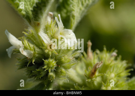 Weißer Andorn, Marrubium vulgare Stockfoto