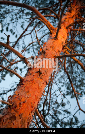 Finnische Kiefer (Pinus Sylvestris)-Baumstamm rot bei Sonnenuntergang, Finnland Stockfoto