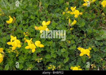 Gemeinsamen Vogels-Fuß-Kleeblatt oder Speck und Eiern, Lotus corniculatus Stockfoto