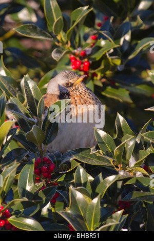 Wacholderdrossel; Turdus Pilaris; auf Stechpalme Bush; York Stockfoto