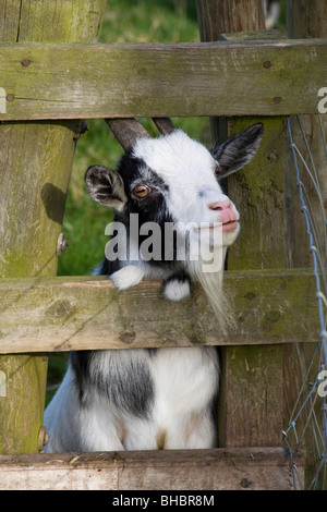 Zicklein-Kind im Rätsel Farm Besucherattraktion in North East Northumberland UK Stockfoto