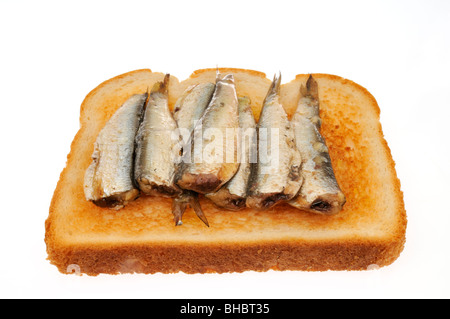 Sardinen auf Toast auf weißem Hintergrund. Schneiden Sie Stockfoto