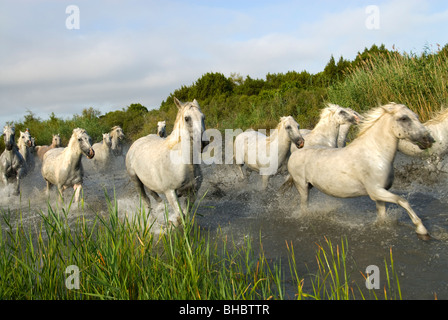Weisse Pferde der Camargue, Provence, Frankreich Stockfoto