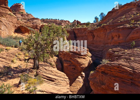 USA, Utah, Vermilion Cliffs NM, Paria Canyon-Vermilion Cliffs Wilderness. Wanderer auf Buckskin Gulch mittleren Eintrag Weg. (MR) Stockfoto