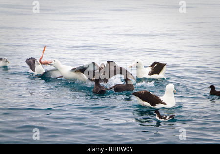 Eine nördliche Royal Albatross isst eine juvenile ling Stockfoto