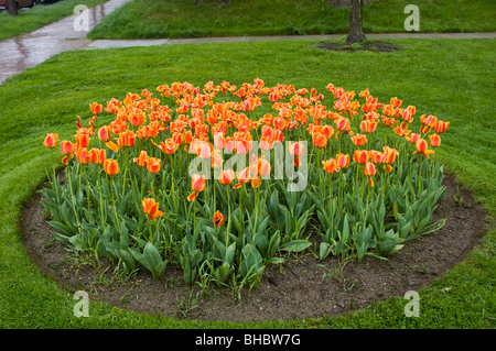 Viele Tulpen werden in einem Kreis in Portland, Maine gepflanzt. Stockfoto