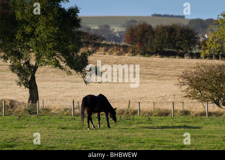 Pferd im Rätsel Farm Besucherattraktion in North East Northumberland UK Stockfoto