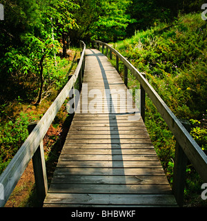 Hölzerne Pfad durch Wald. Fichtenwald provinzieller Park, Ontario Kanada Stockfoto