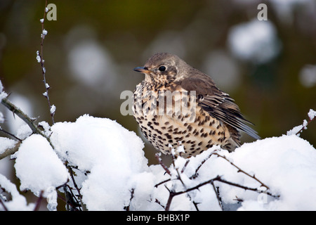 Misteldrossel Soor; Turdus Viscivorus; im Schnee Stockfoto