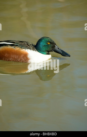 Löffelente (Anas Clypeata). Drake in der Zucht Gefieder, zeigen spezialisierte Rechnung für Oberfläche Filter Fütterung verwendet. Stockfoto
