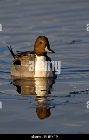 Pintail; Anas Acuta; männliche Ente Stockfoto