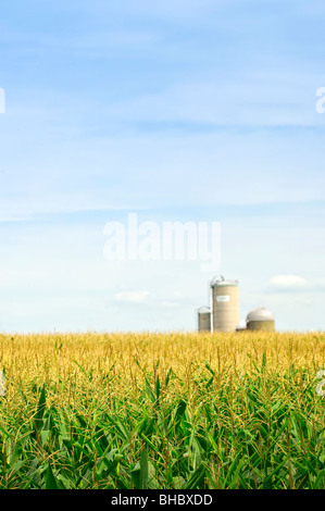 Agrarlandschaft von Mais-Feld auf kleinem Maßstab nachhaltige Bauernhof mit silos Stockfoto