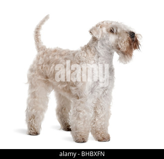 Weich – Coated Wheaten Terrier, 3 Jahre alt, steht man vor weißem Hintergrund Stockfoto