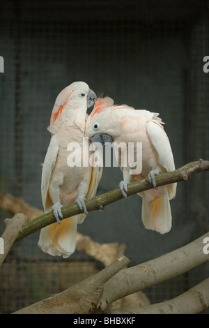 Molukken Kakadus (Cacatua Moluccensis). Paar, links, Weiblich Männlich, richtig putzen. Voliere Vögel. Stockfoto