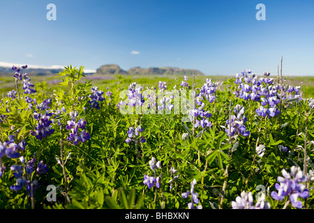 Alaska Lupinen Lupinus Nootkatensis, wachsen wild in Island mit vulkanischen Bergen, f Fokus in der Ferne. Stockfoto