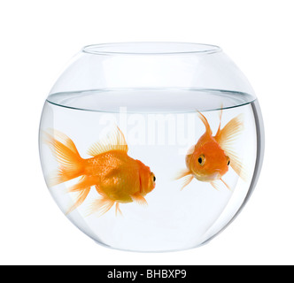 Zwei Goldfische in Goldfischglas, vor weißem Hintergrund Stockfoto