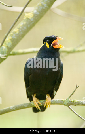 Hill Mynah (Gracula Religiosa). Stockfoto