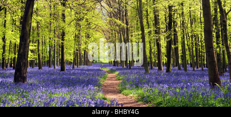 Frühling Glockenblumen und Buche Bäume in Dockey Wood, Ashridge Estate, Herts Stockfoto