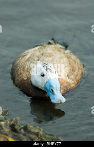 White-headed steifen Schwanz (Oxyura leucocephala). Besorgnis über die Ankunft von Nordamerikanischen Schwarzkopfruderente in Europa und Hybridisierung mit diesem Sp. Stockfoto