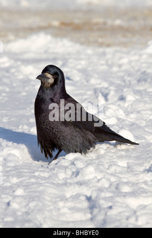 Rook; Corvus Frugilegus; im Schnee Stockfoto