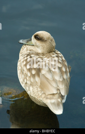 Marmorierte Marmaronetta Krickente (Anas) Angustirostris Geschlechter gleich/ähnliche/monomorpher. Stockfoto