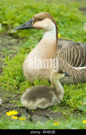 Swan Goose und Gosling (Anser Cygnoides). Wilder Vorfahre des inländischen chinesischen Gans. Stockfoto