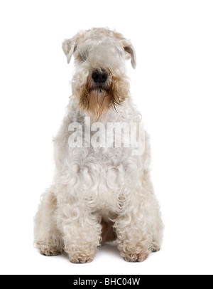 Weich – Coated Wheaten Terrier, 3 Jahre alt, sitzt vor weißem Hintergrund Stockfoto