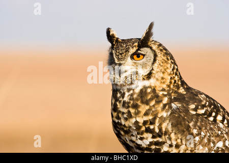 Kap-Uhu (Bubo Capensis) mit getuftet Ohr Ohr Federn und helles orange Auge Stockfoto