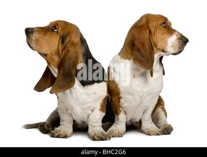 Zwei schmollende Basset Hounds sitzt vor weißem Hintergrund Stockfoto