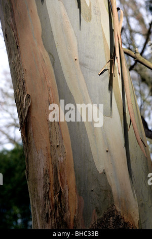 Gum-Baumrinde Abplatzungen aus einem Baumstamm Stockfoto