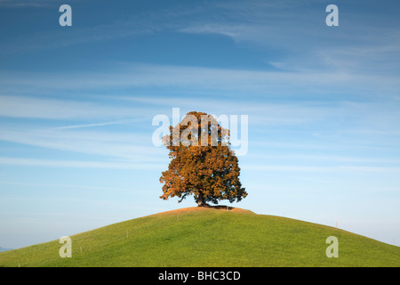 Einsamer Baum auf Hügel Stockfoto