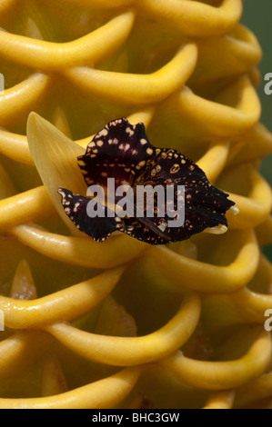 Bienenstock Ingwer (Zingiber Spectabile), close-up des Blütenstandes mit Blüte. Stockfoto