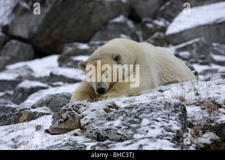 Eisbär Ursus Maritimus liegen schlafende auf seinen Bauch mit dem Kopf ruht auf seine Vorderpfote Stockfoto