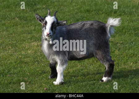 Zicklein-Kind im Rätsel Farm Besucherattraktion in North East Northumberland UK Stockfoto