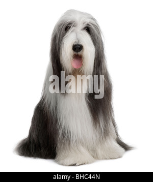 Bearded Collie, 4 Jahre alt, sitzt vor weißem Hintergrund Stockfoto