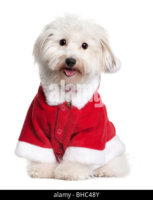 Coton de Tulear Hund in Santa Outfit, 1 Jahr alt, sitzt vor weißem Hintergrund Stockfoto