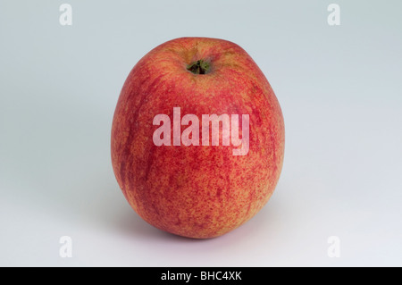 Heimischen Apfel (Malus Domestica), Sorte: Prinzenapfel, Apfel, Studio Bild. Stockfoto