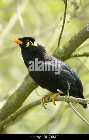 Hill Mynah (Gracula Religiosa). Stockfoto