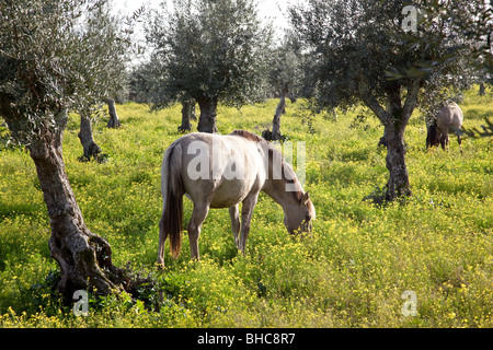 Trächtige Stute aus dem Alter Real gezüchtet (Lusitano Pferd), in Coudelaria de Alter. Alter Chão, Portalegre, Portugal. Stockfoto