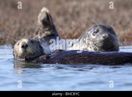 Sea Otter Harbor Seal Elkhorn Slough Kalifornien Stockfoto