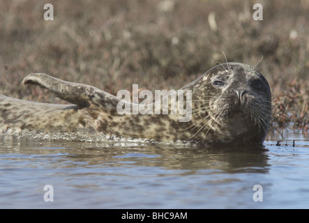 Harbor Seal Elkhorn Slough Kalifornien Moss Stockfoto