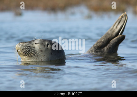 Harbor Seal Elkhorn Slough Kalifornien Stockfoto