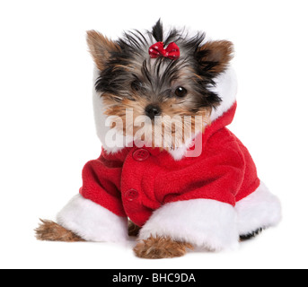 Yorkshire Terrier Welpen in Santa Outfit, 10 Monate alt, vor weißem Hintergrund Stockfoto