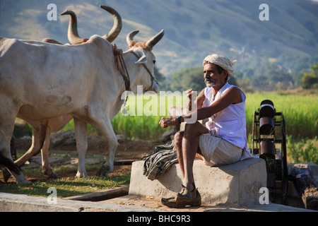 Indische Landwirt und seine Vieh Bewässerung seiner Felder, Rajasthan, Indien Stockfoto