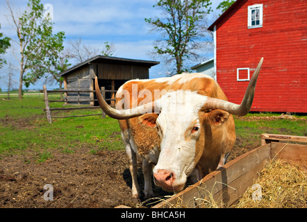 Bull Weiden auf Heu in einen Stift neben der Bauernhof Scheune bei Mennonite Heritage Village, Steinbach, Manitoba, Kanada. Stockfoto