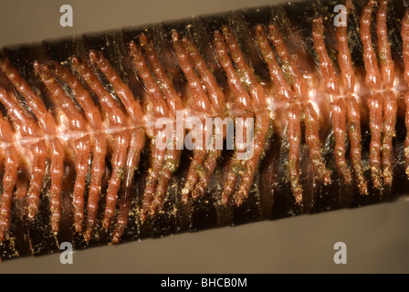 Afrikanischen Riesen Tausendfüßler (Archispirostreptus Gigas) Stockfoto