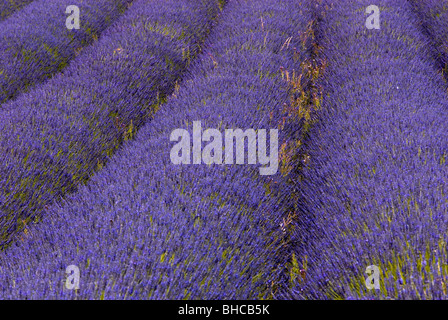 NAHAUFNAHME DER ZEILEN VON LAVANDULA X INTERMEDIA LAVENDEL LAVENDEL SNOWSHILL FARM Stockfoto