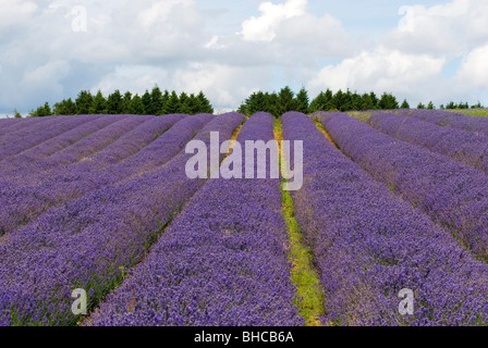 LAVANDULA X INTERMEDIA LAVENDEL LAVENDEL SNOWSHILL FARM Stockfoto