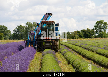 LAVENDEL ERNTEN AUF SNOWSHILL LAVENDEL-FARM Stockfoto